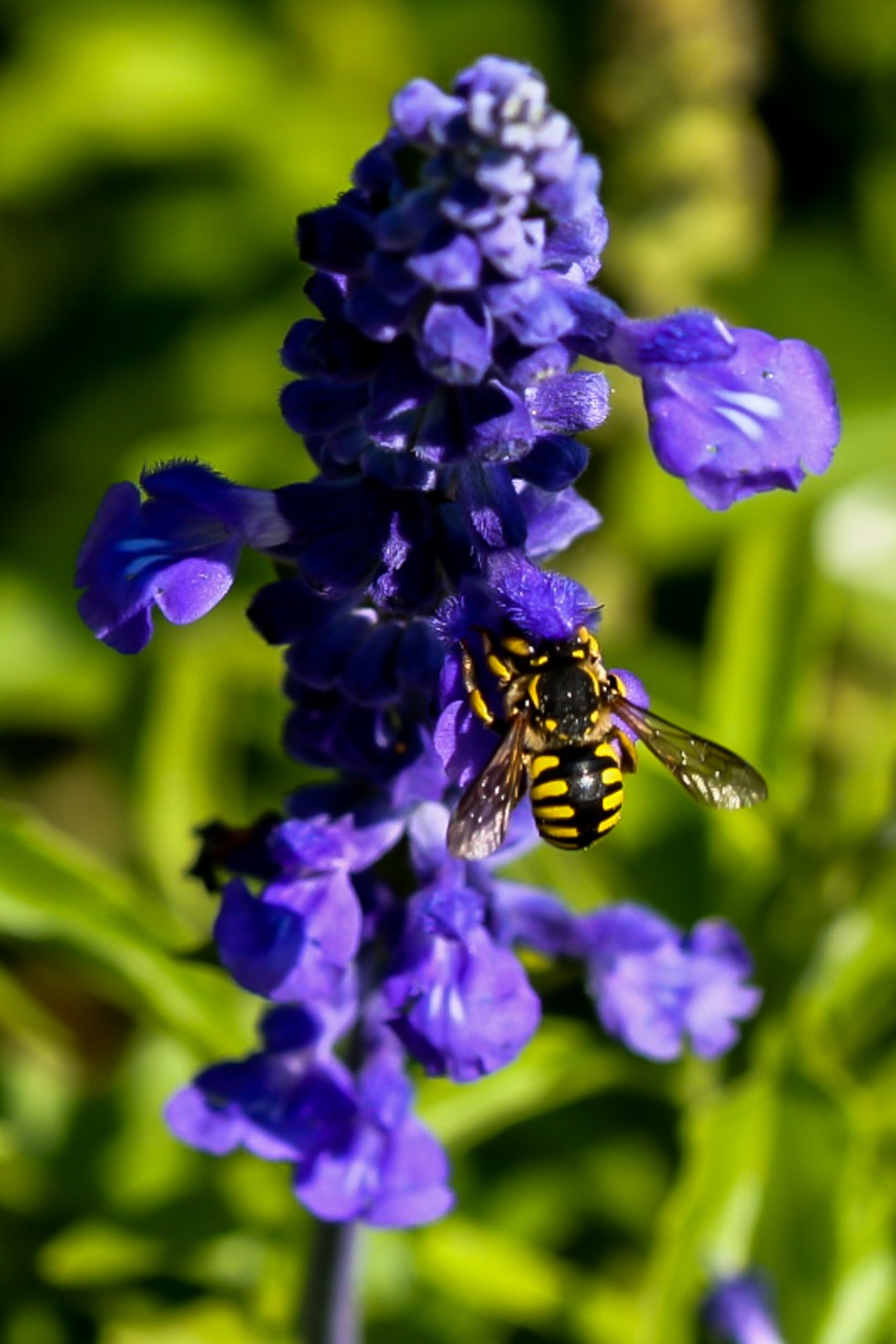 spain extremadura bee free photo