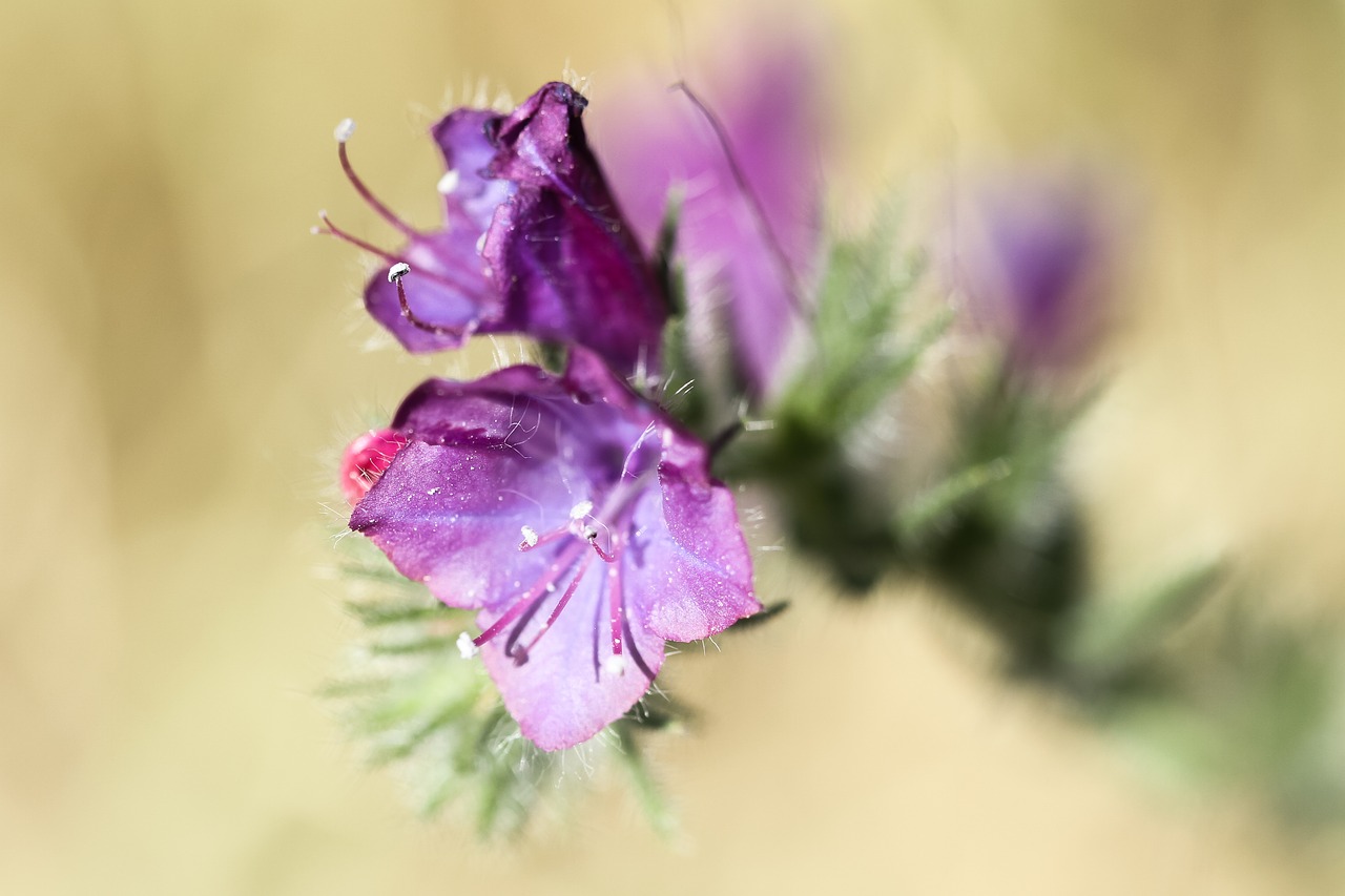 spain extremadura flower free photo