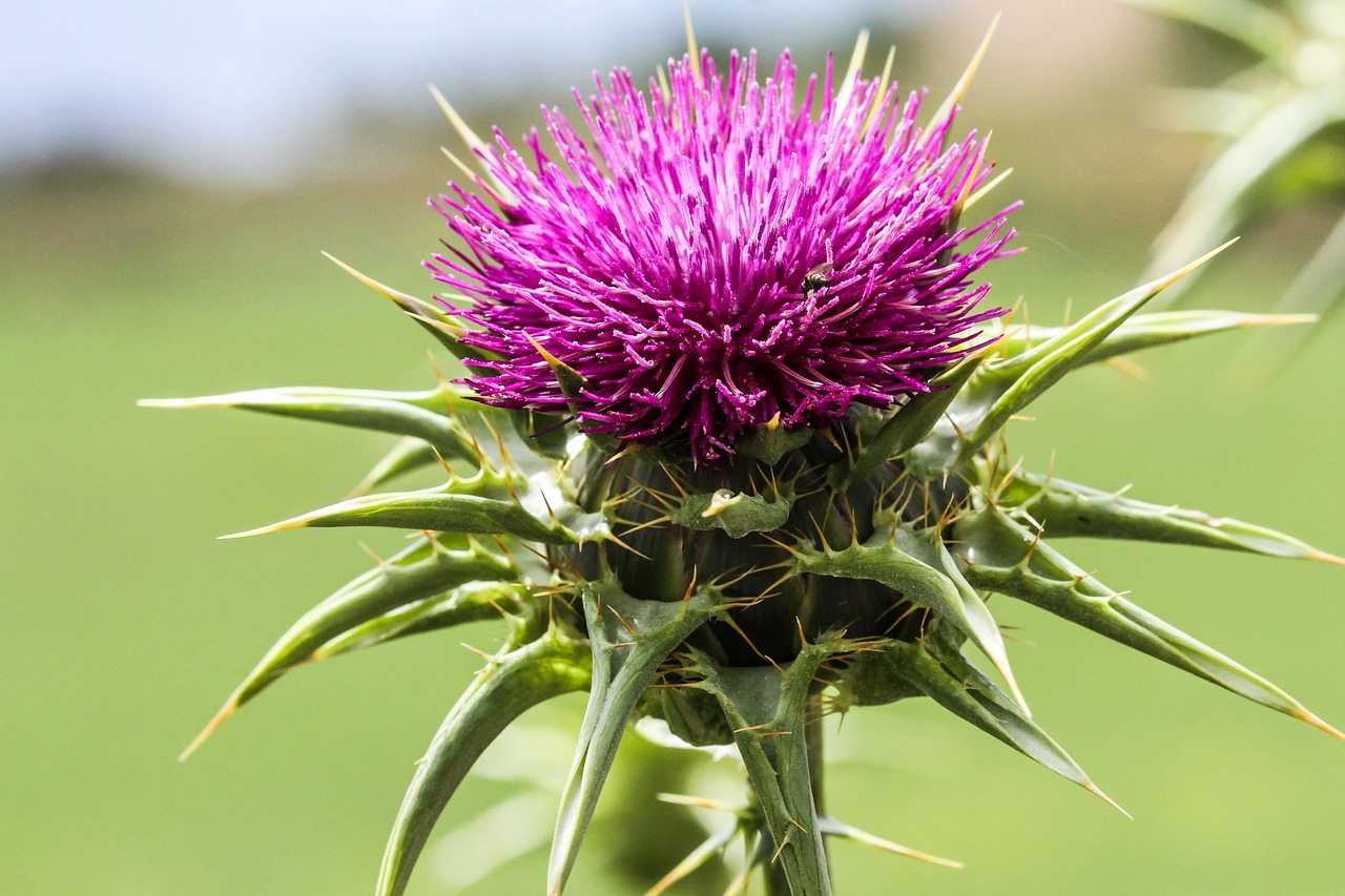 spain toledo thistles nature free photo