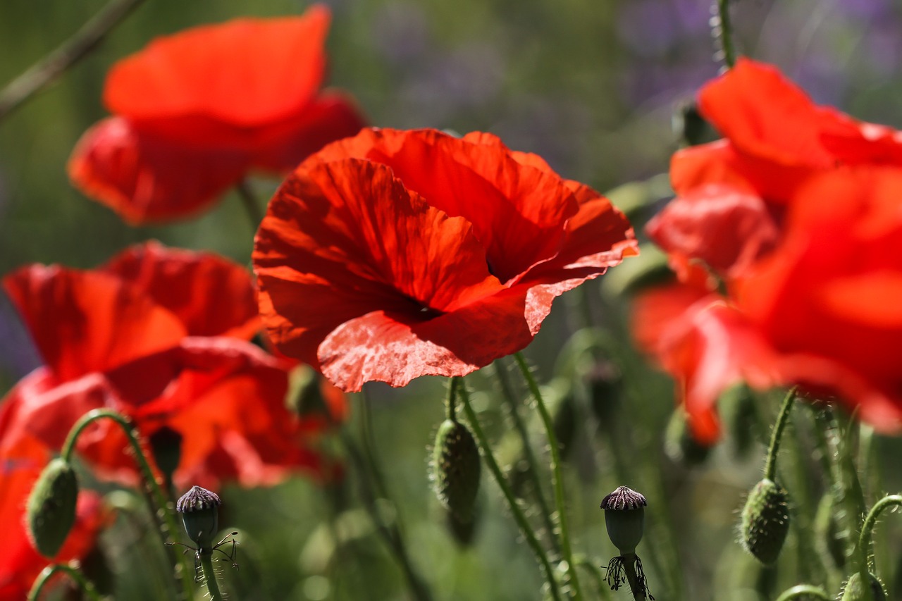 spain toledo flower free photo