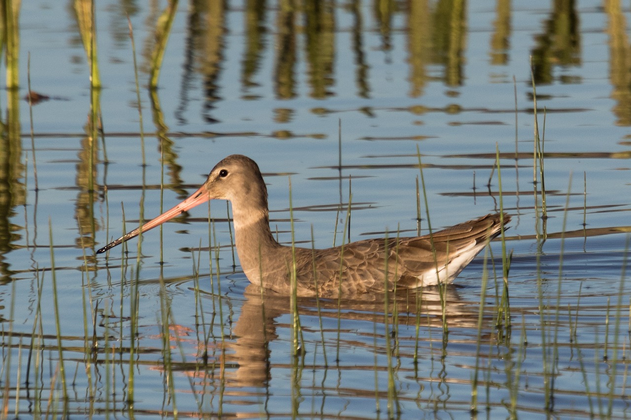 spain doñana aguja colinegra free photo