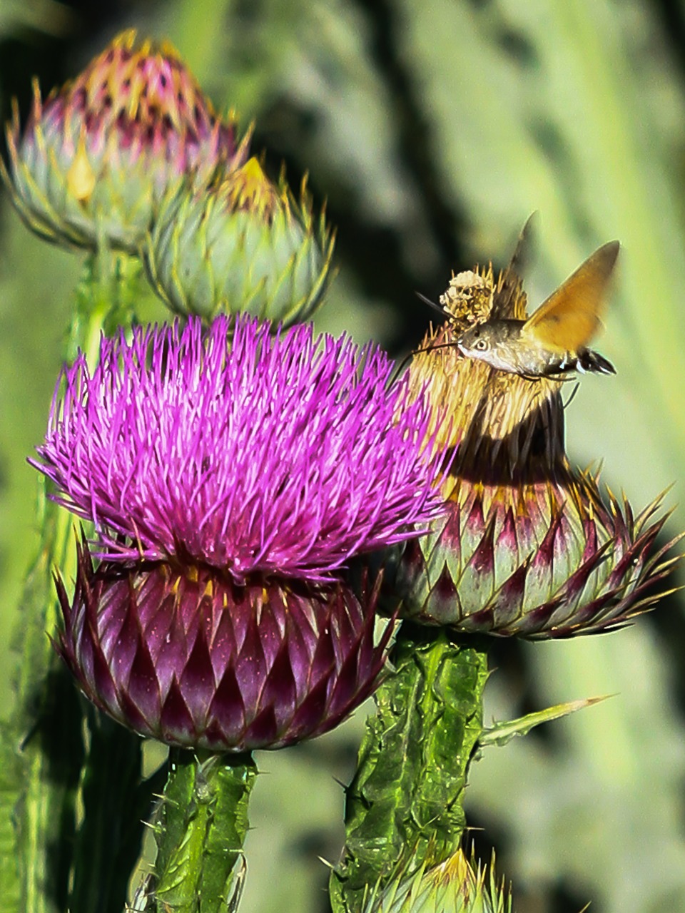 spain entequera hummingbird moth free photo