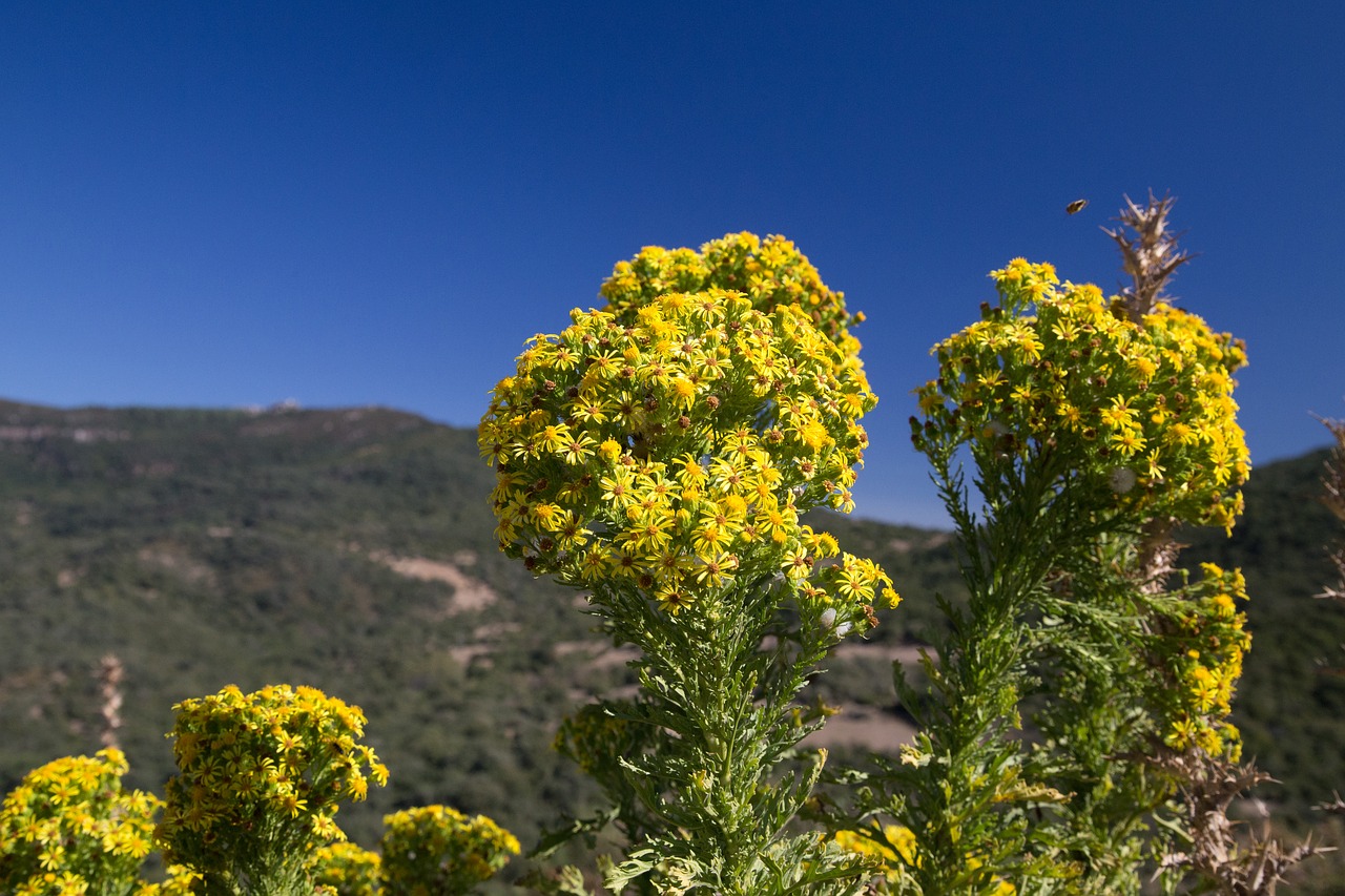 spain  mountain  yellow bush free photo