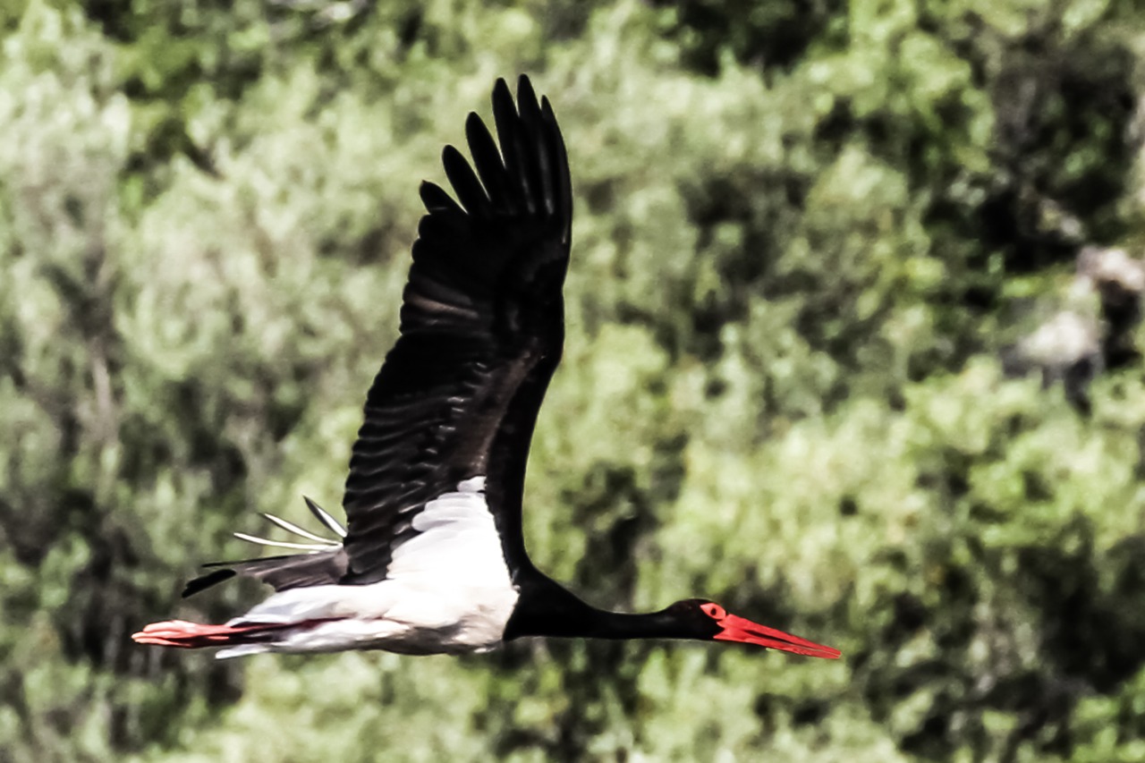 spain  extremadura  black stork free photo