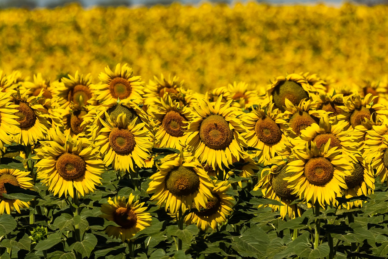 spain  sunflowers  summer free photo