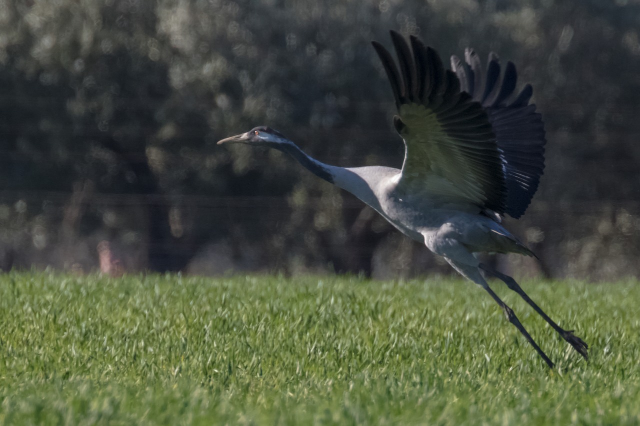 spain  extremadura  common crane free photo