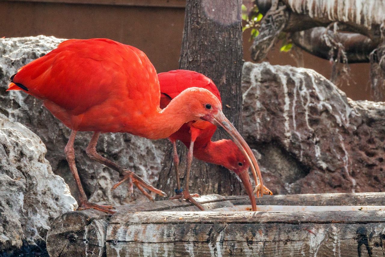 spain  valencia  ozeaneum free photo