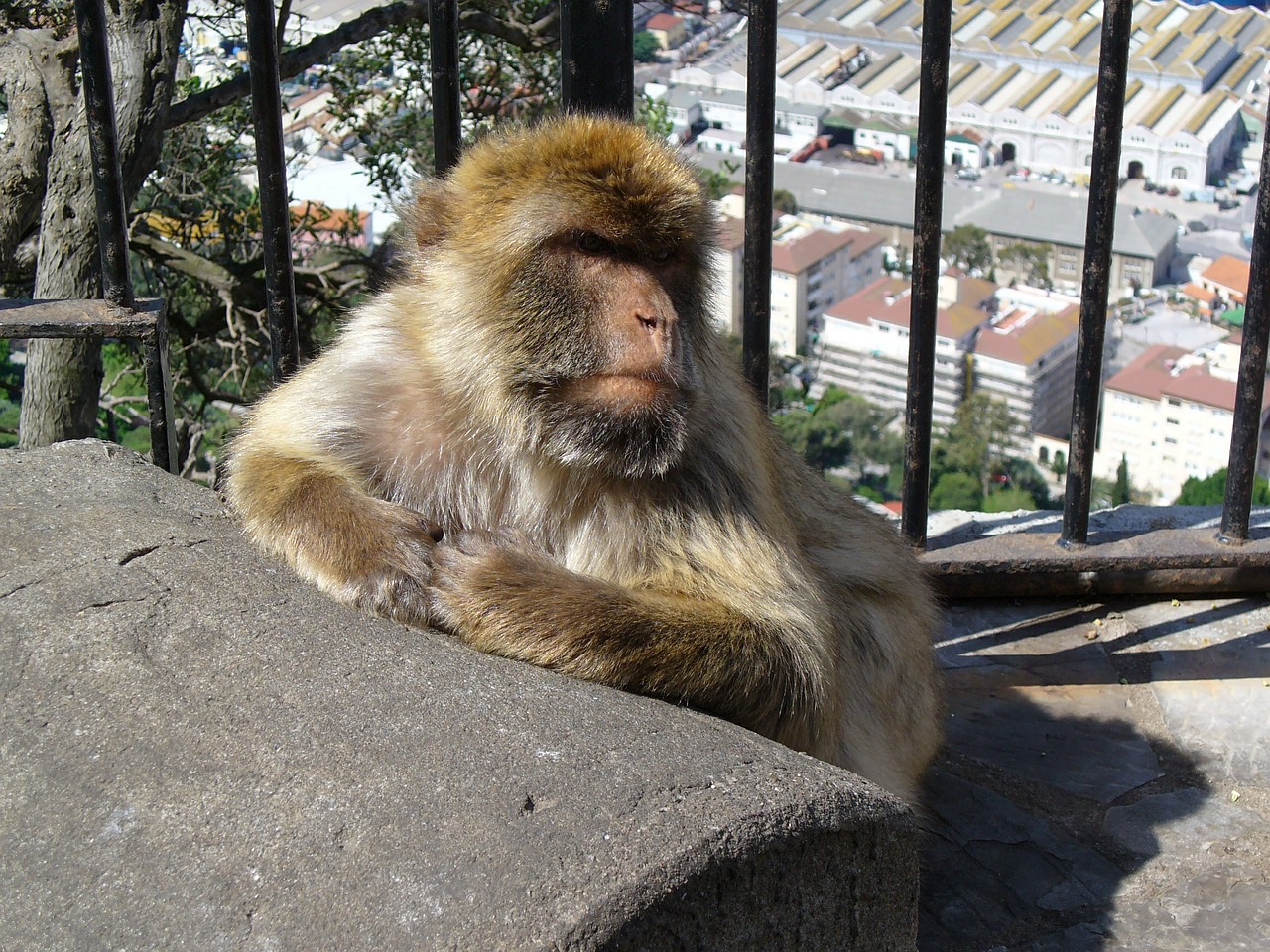 spain gibraltar monkey free photo