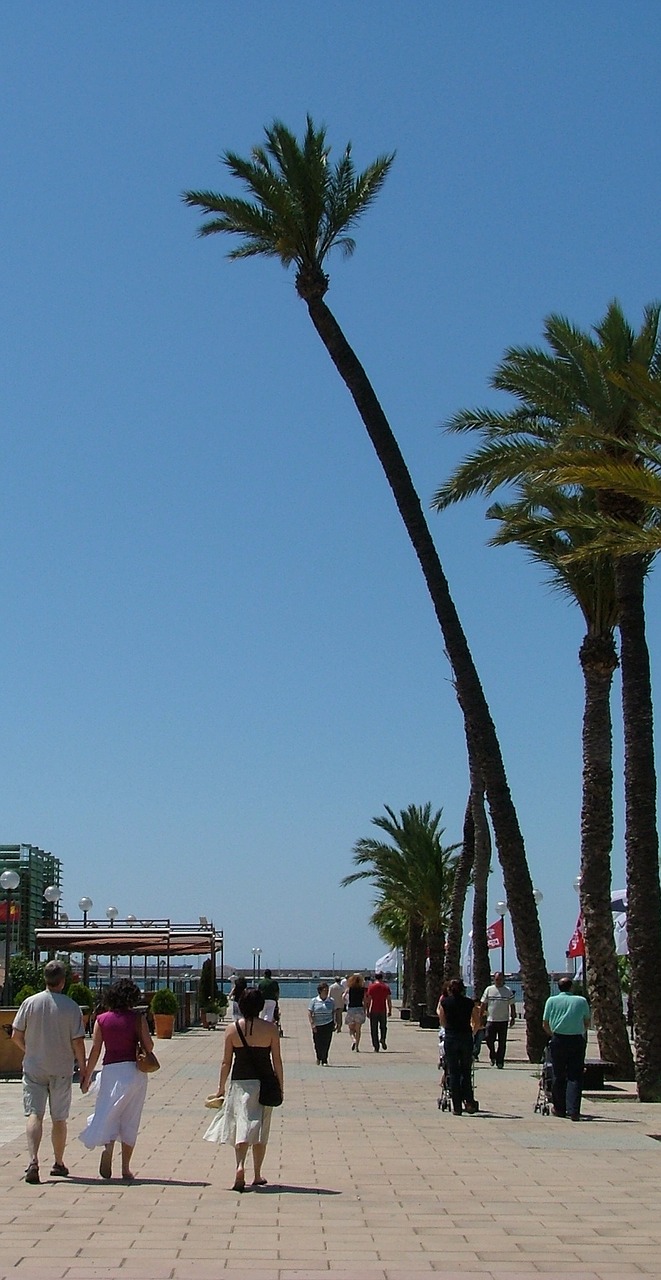 spain palm tree leaning free photo