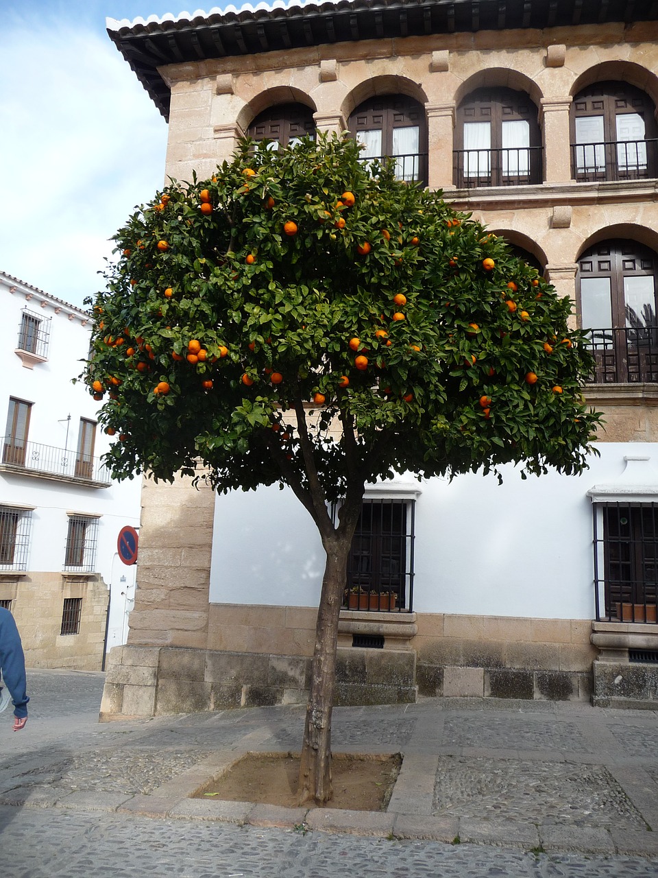 spain square orange trees free photo