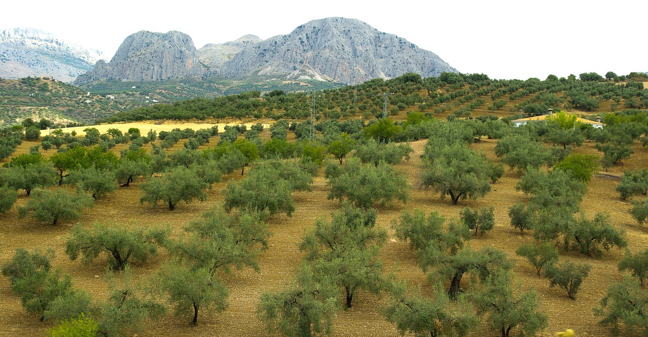 spain andalusia olive trees free photo