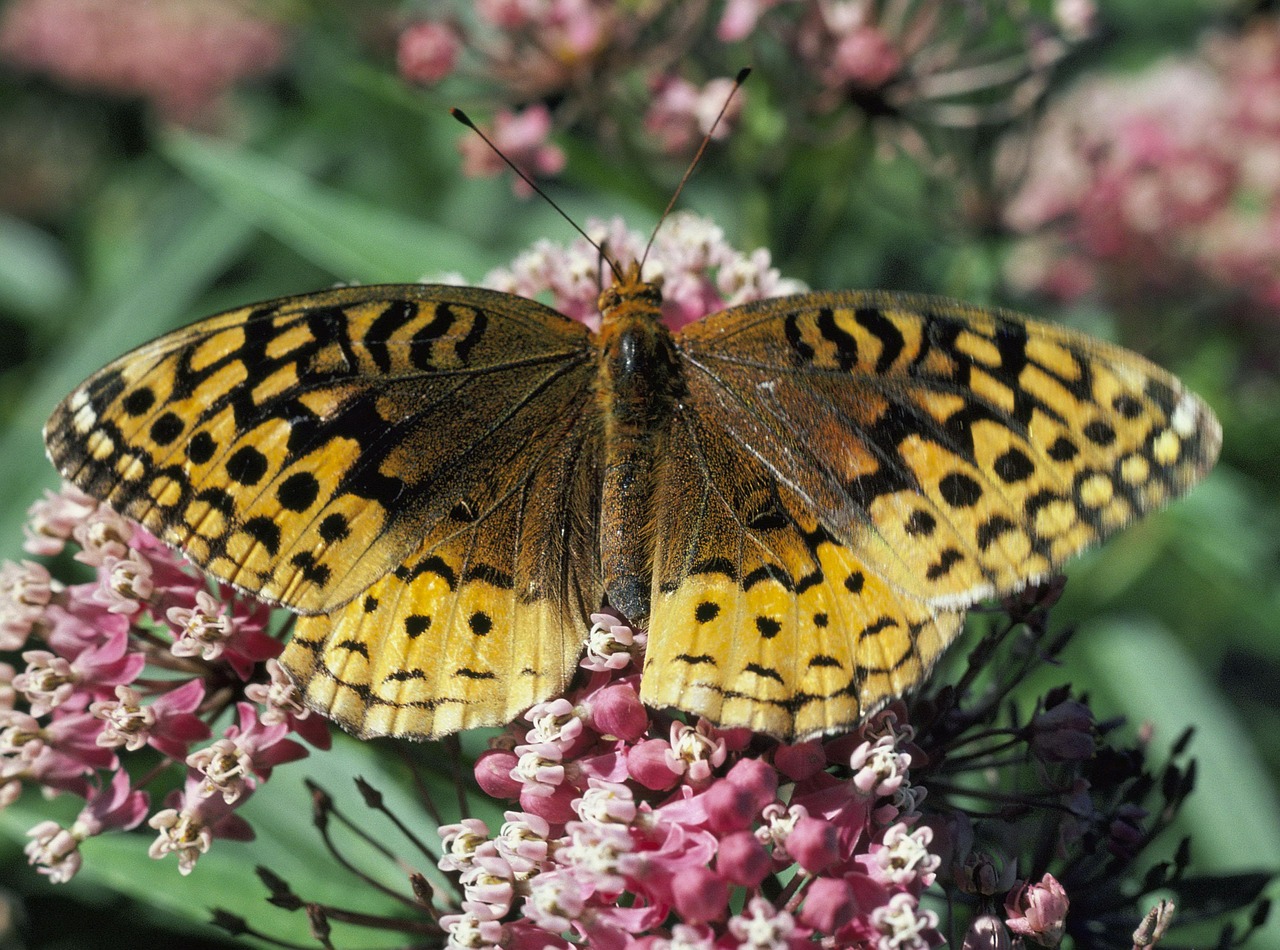 spangled fritillary butterfly insect free photo