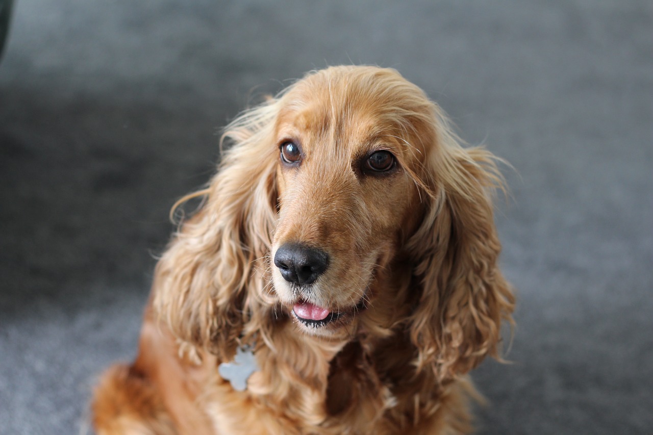 spaniel dog pet free photo