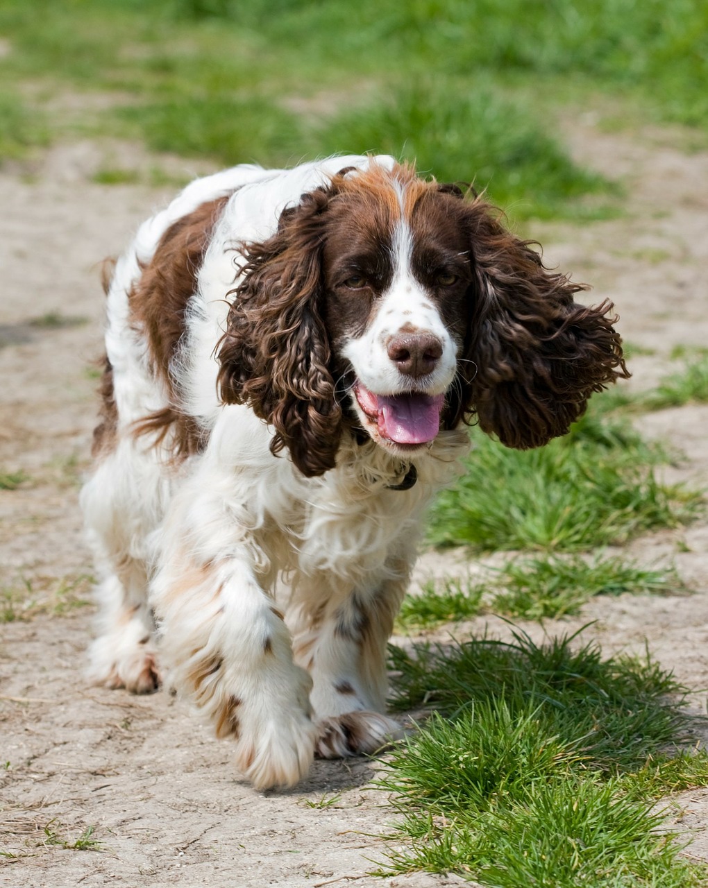 spaniel dog springer free photo
