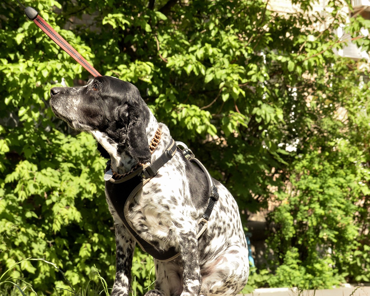 spaniel  dog  pets free photo