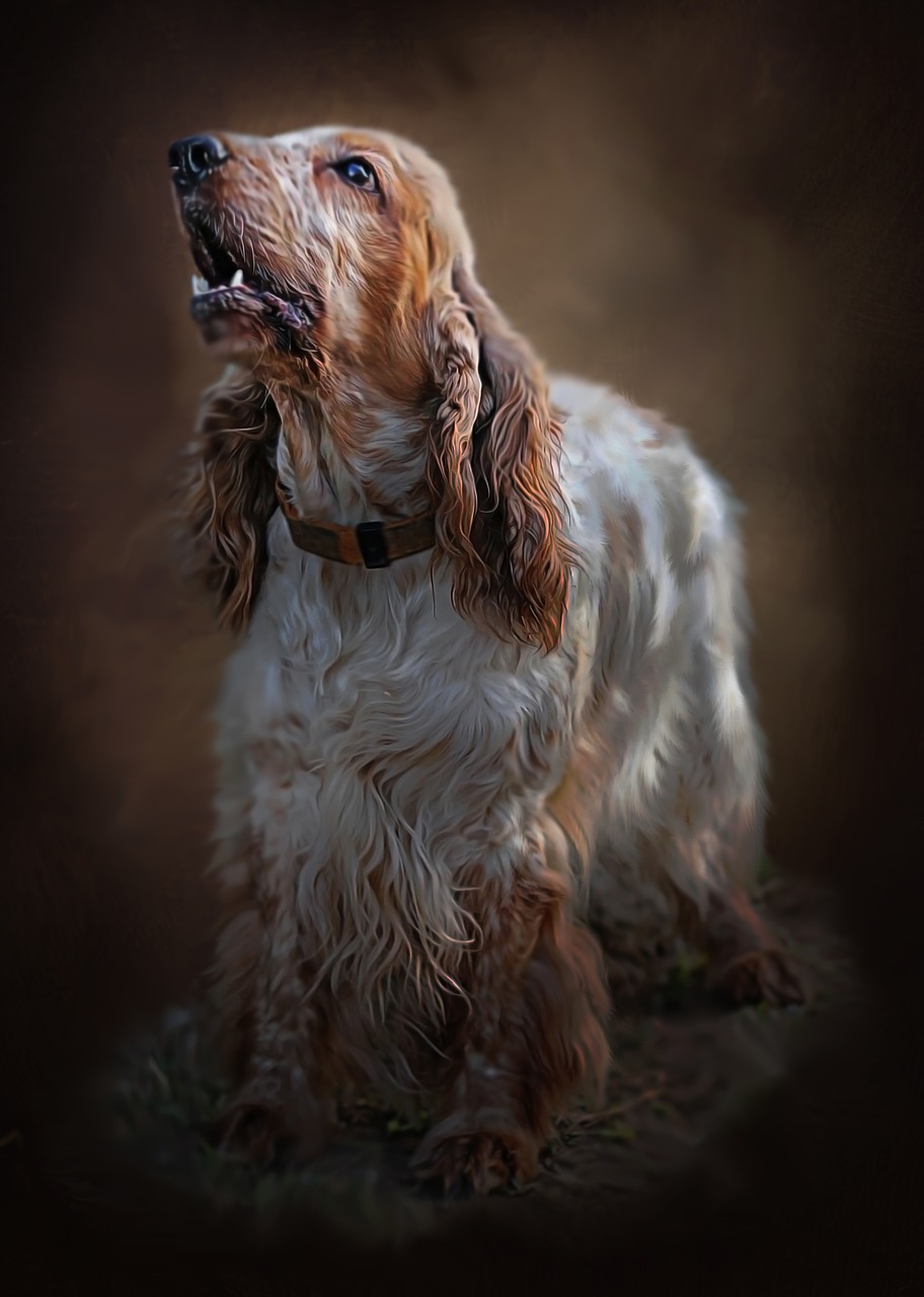 spaniel  dog  breed free photo