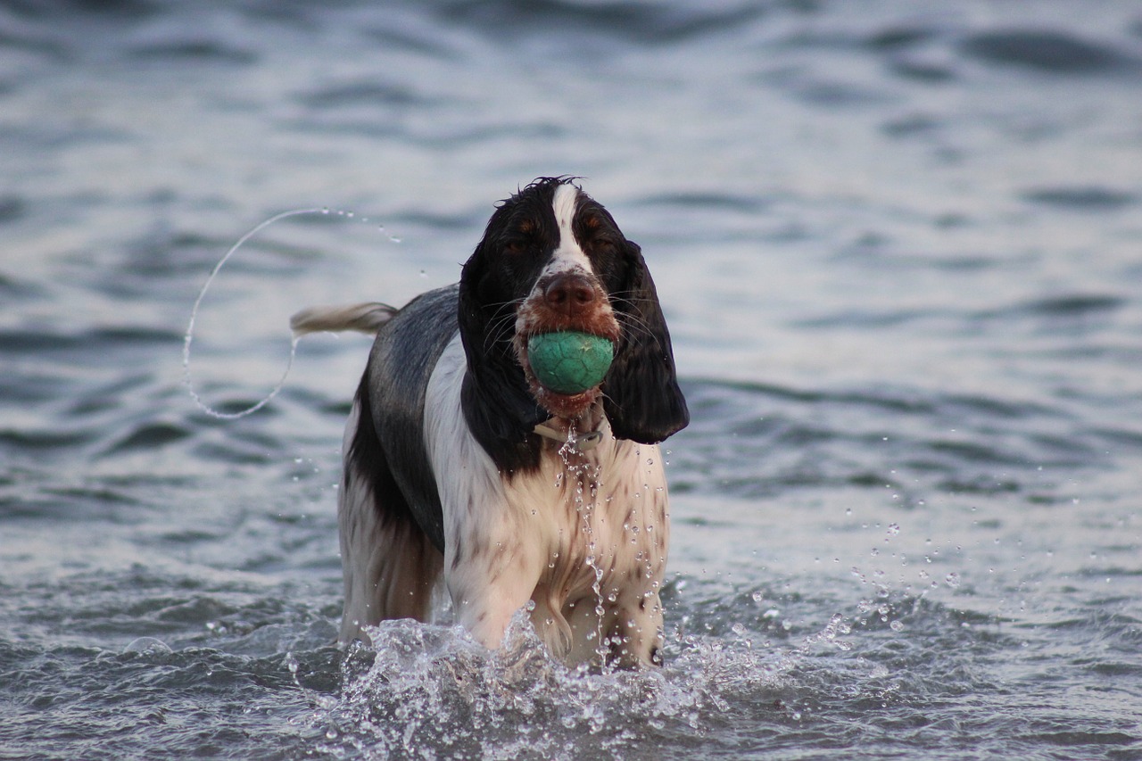 spaniel mammals ball free photo