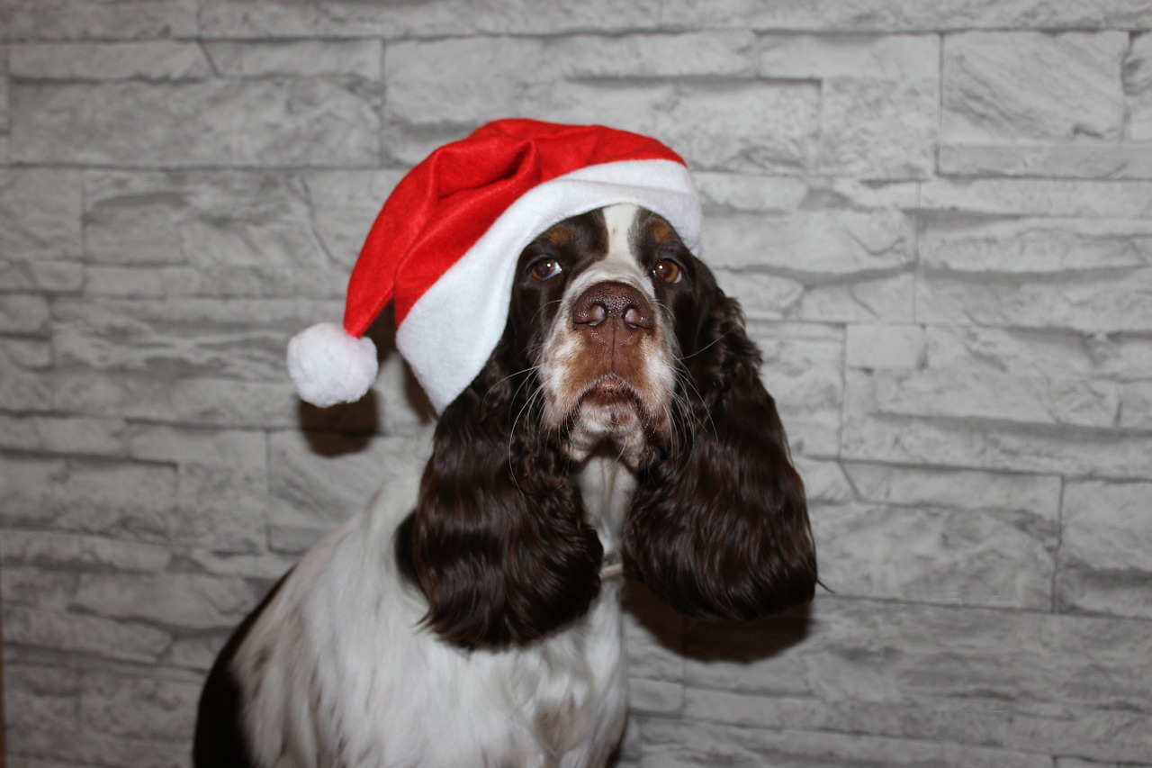 spaniel dog christmas free photo