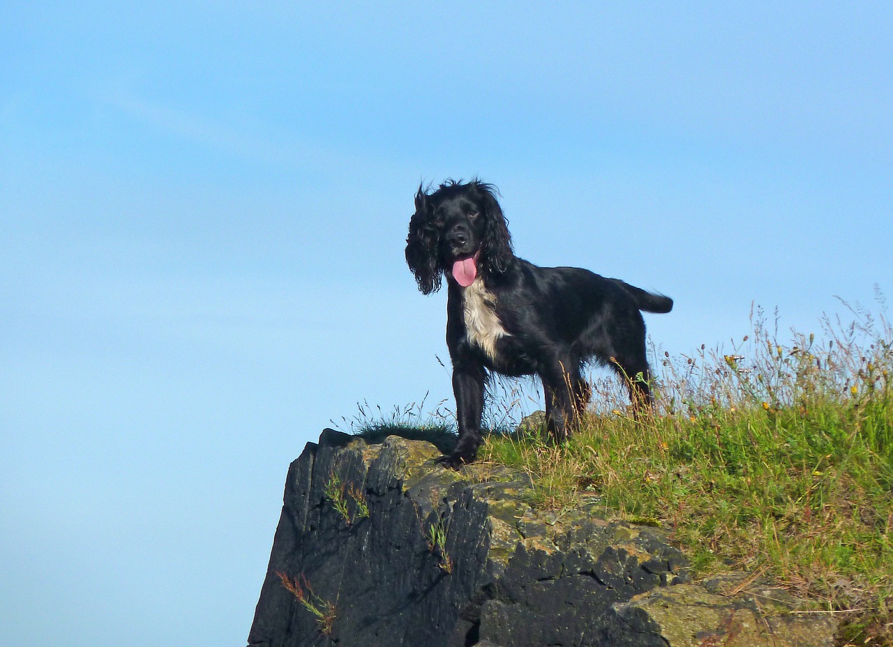 spaniel  dog  doggy free photo