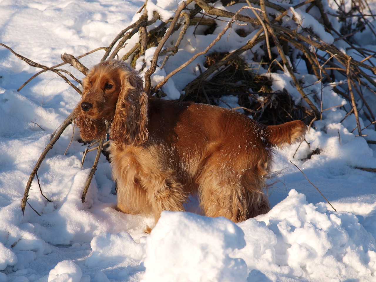 spaniel dog pet free photo