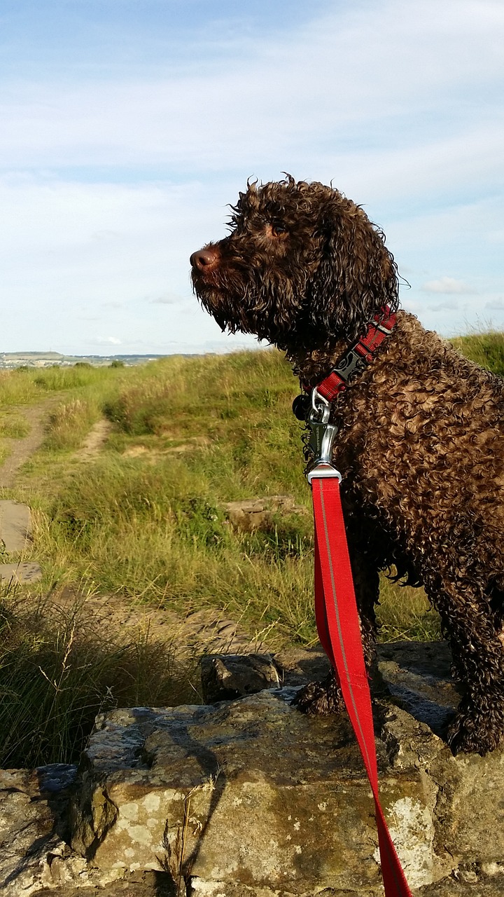 spaniel brown dog free photo