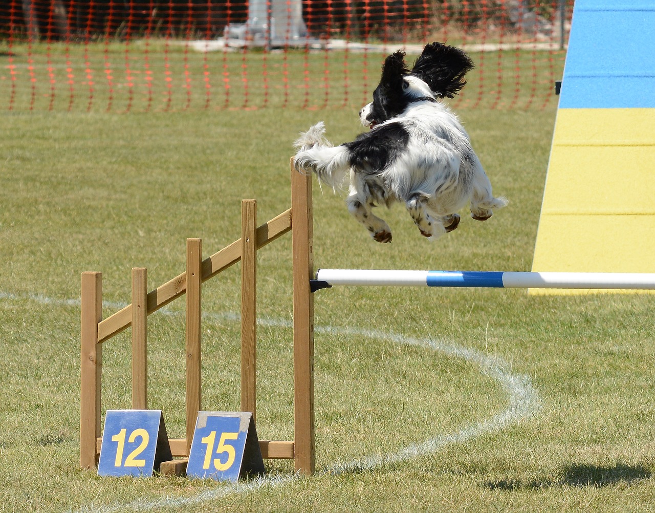 spaniel dog  agility  fitness free photo
