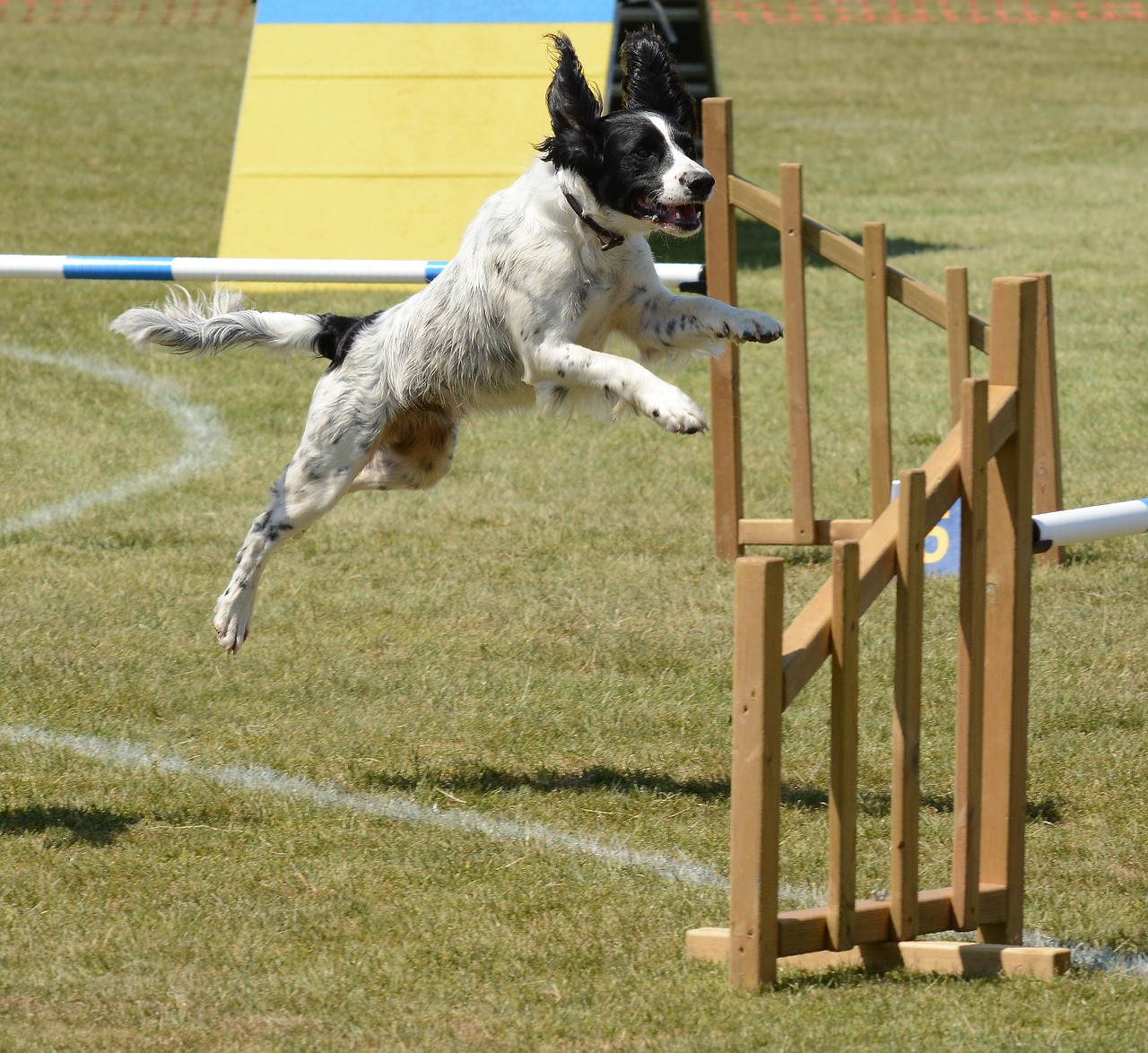 spaniel dog  agility  fitness free photo