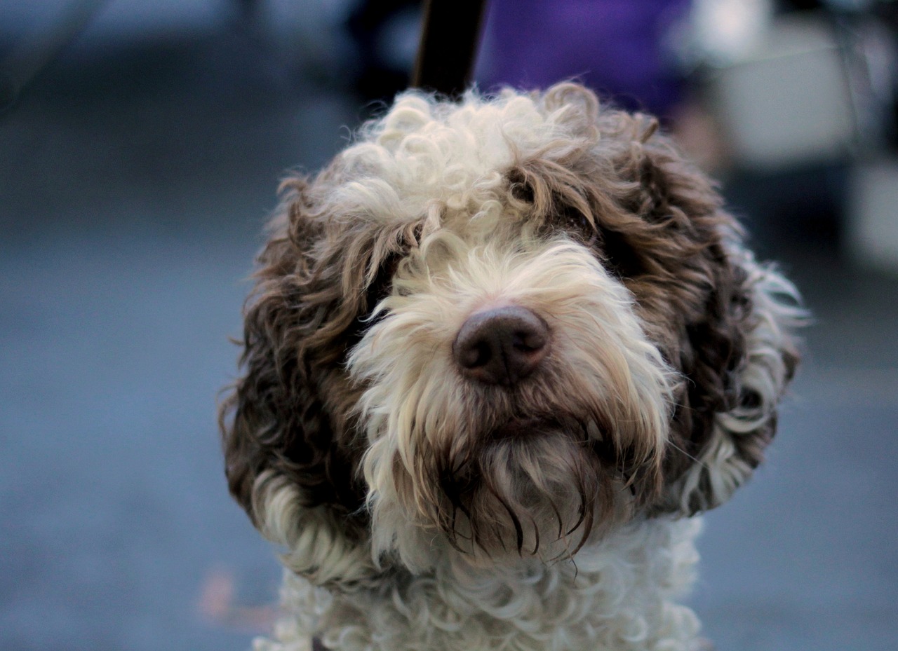 spanish  waterdog  fur free photo