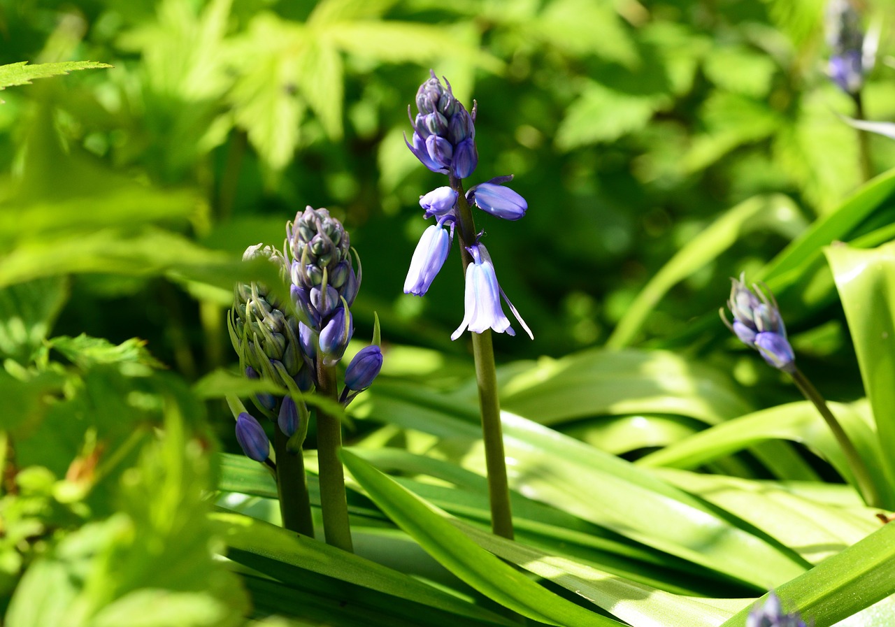 spanish bluebell hyacinthoides hispanica plant free photo