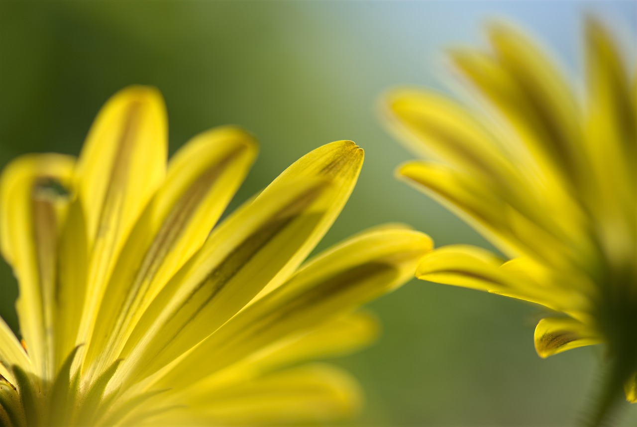 spanish daisy flower floral free photo