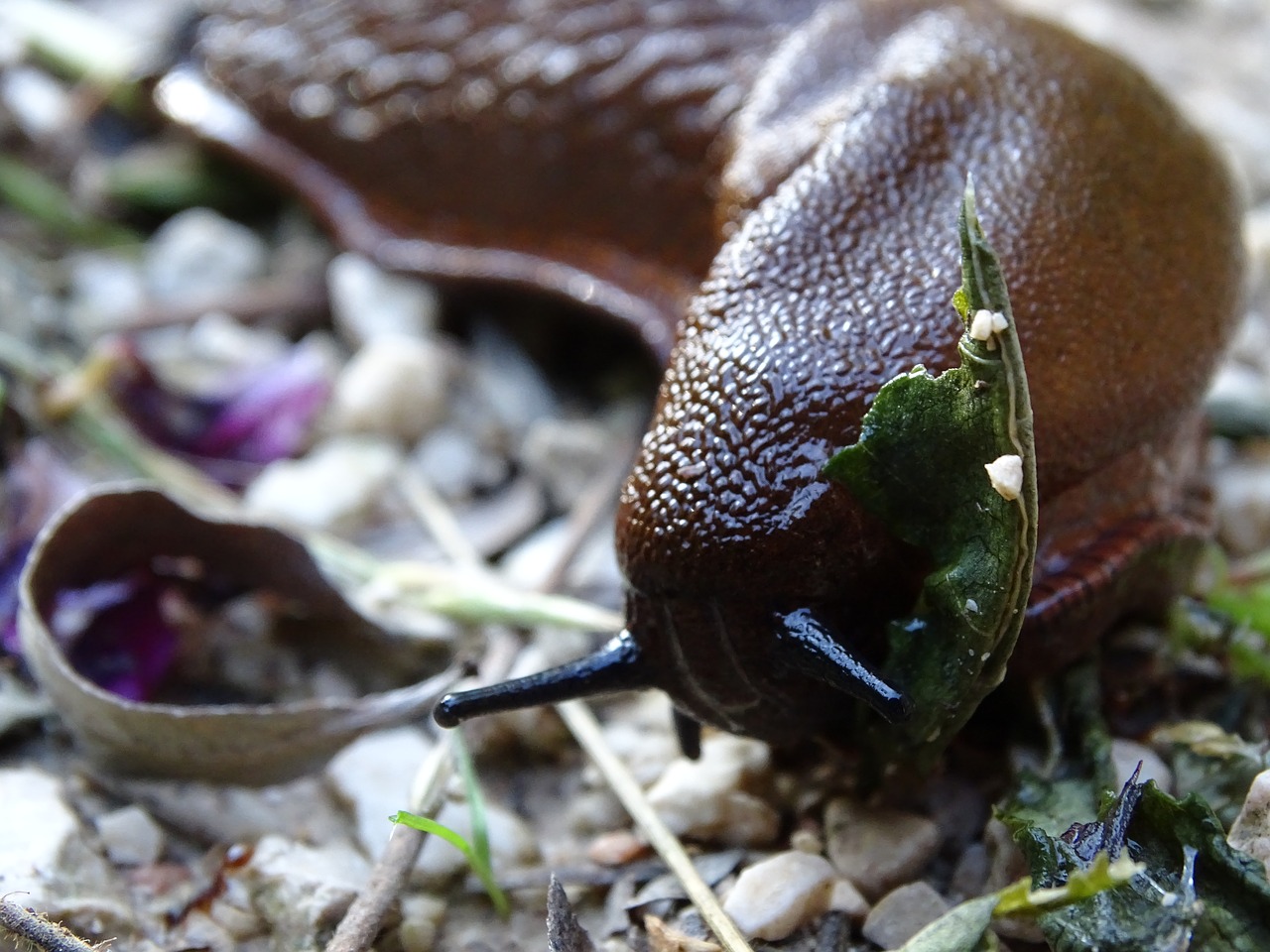 spanish fact slug snail free photo