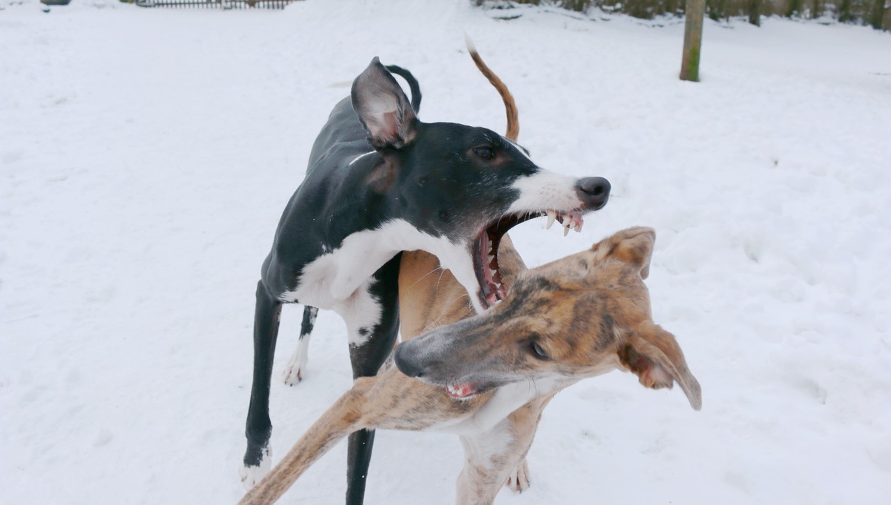 spanish greyhound dogs puppies free photo