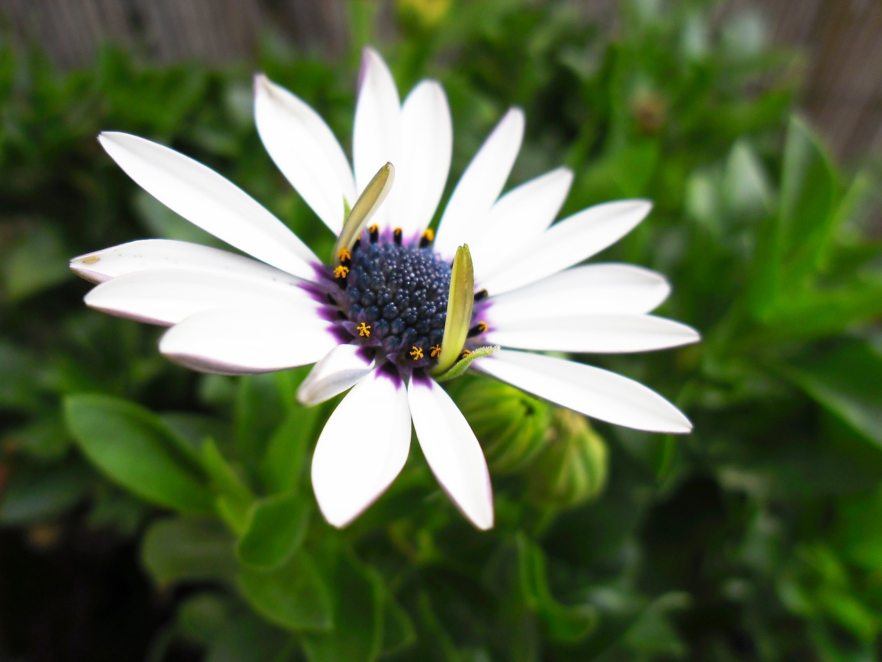 spanish margriet  flowers  toxic free photo