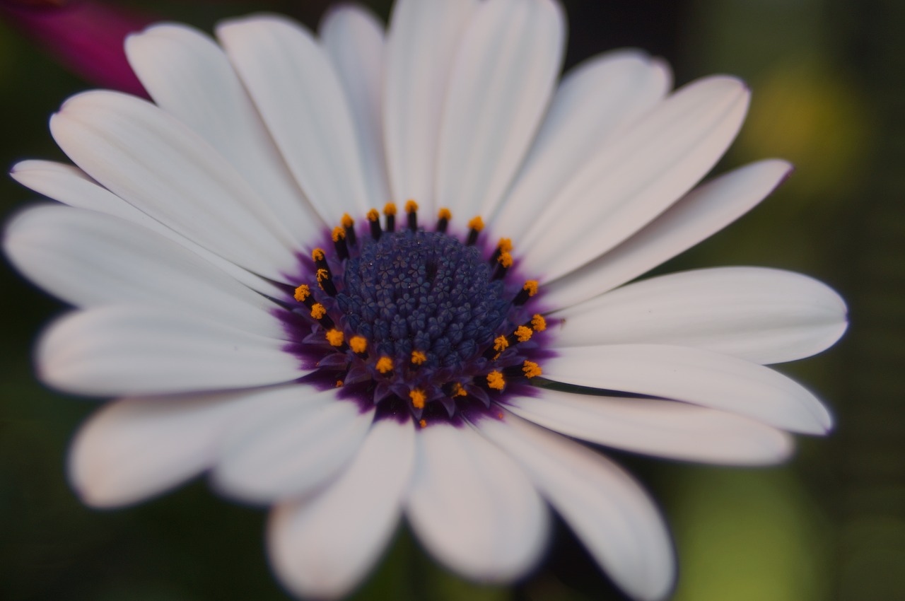 spanish marguerite  flowers  white free photo