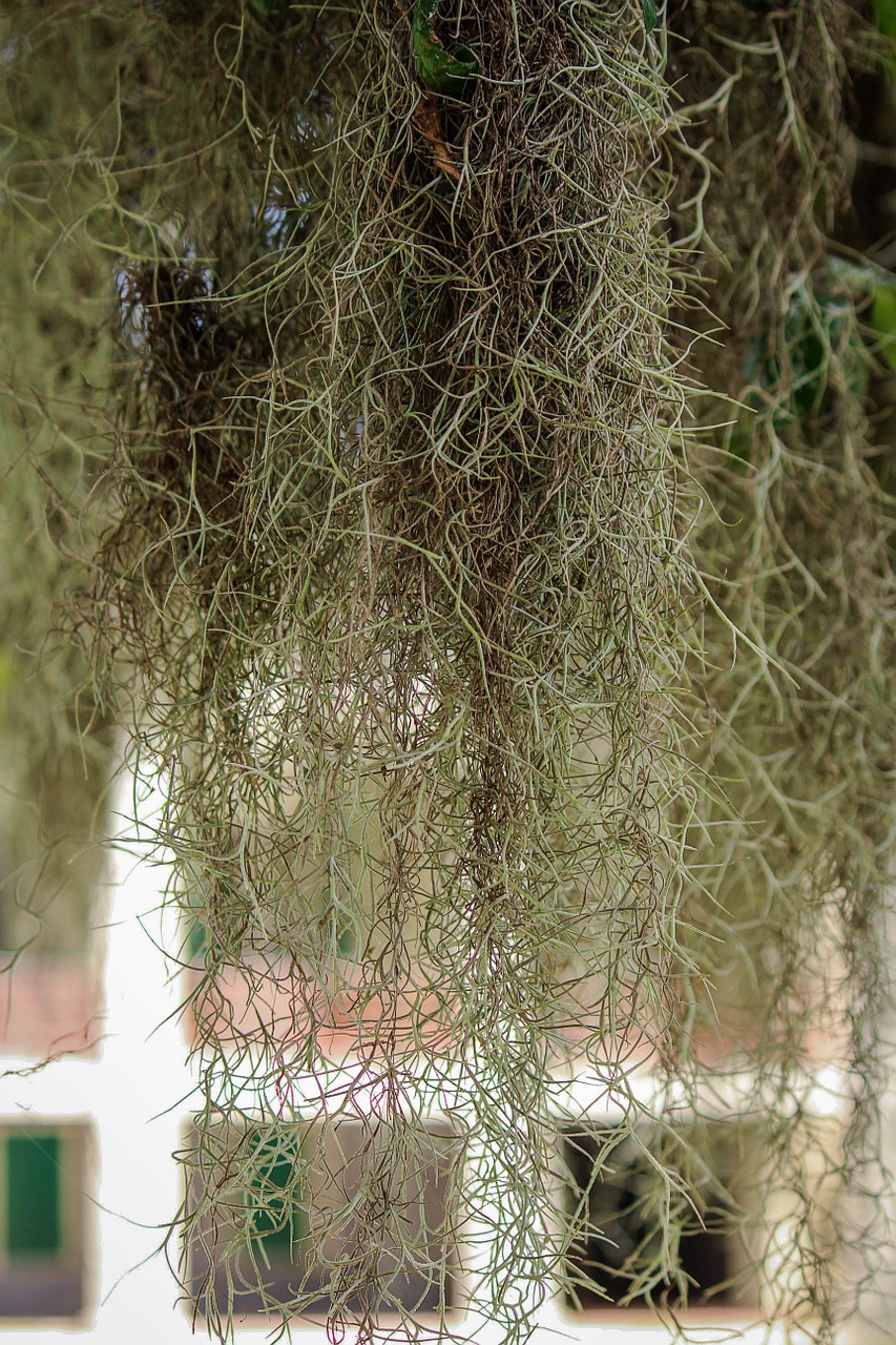 spanish moss hanging moss draping moss free photo