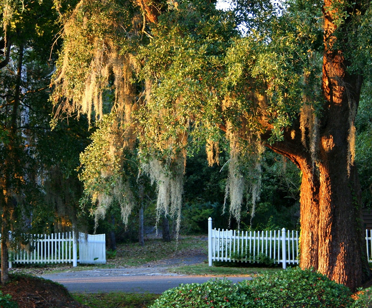 spanish moss live oak picket fence free photo