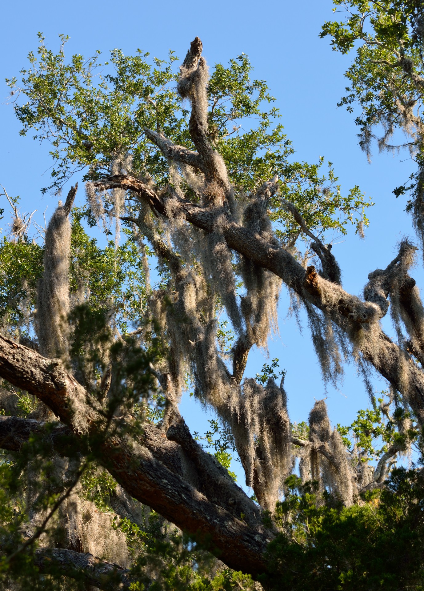 spanish moss live oak oak tree free photo