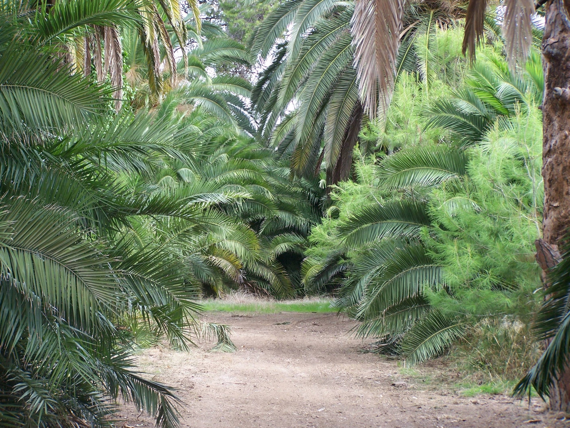 palm trees grove countryside free photo