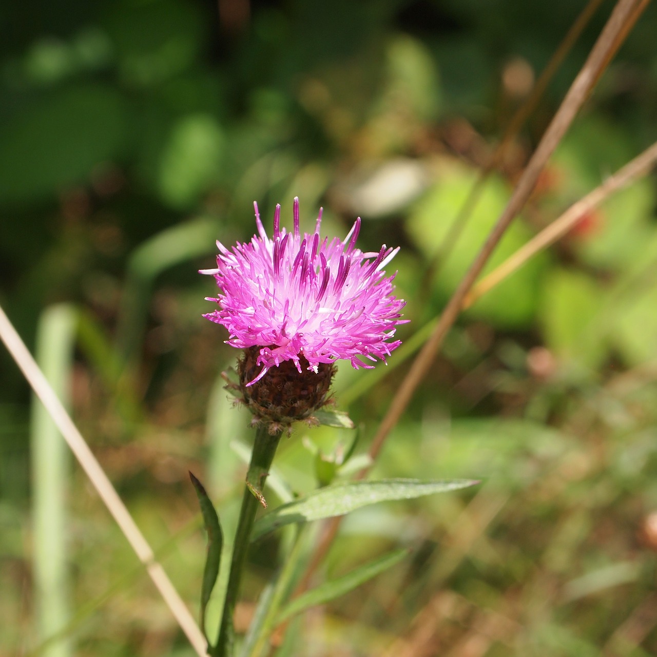 spanish rider pink flower field free photo