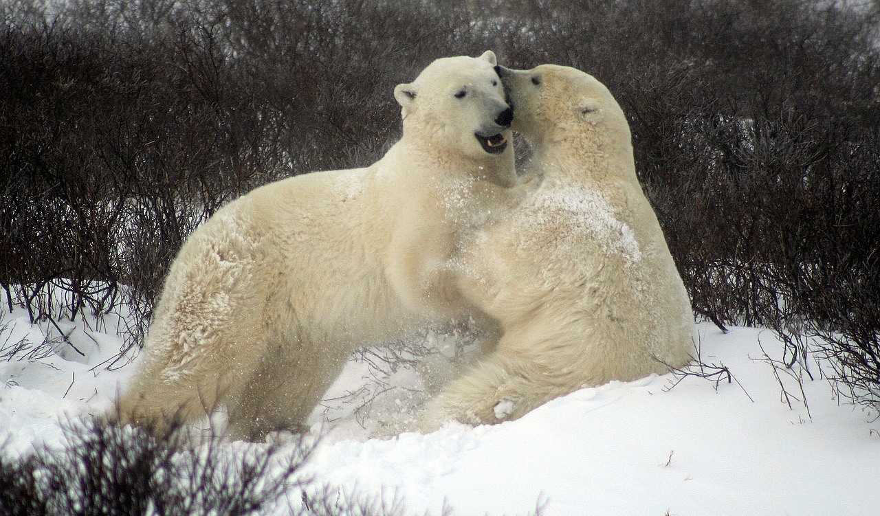 sparing polar bears fighting polar bears churchill canada free photo