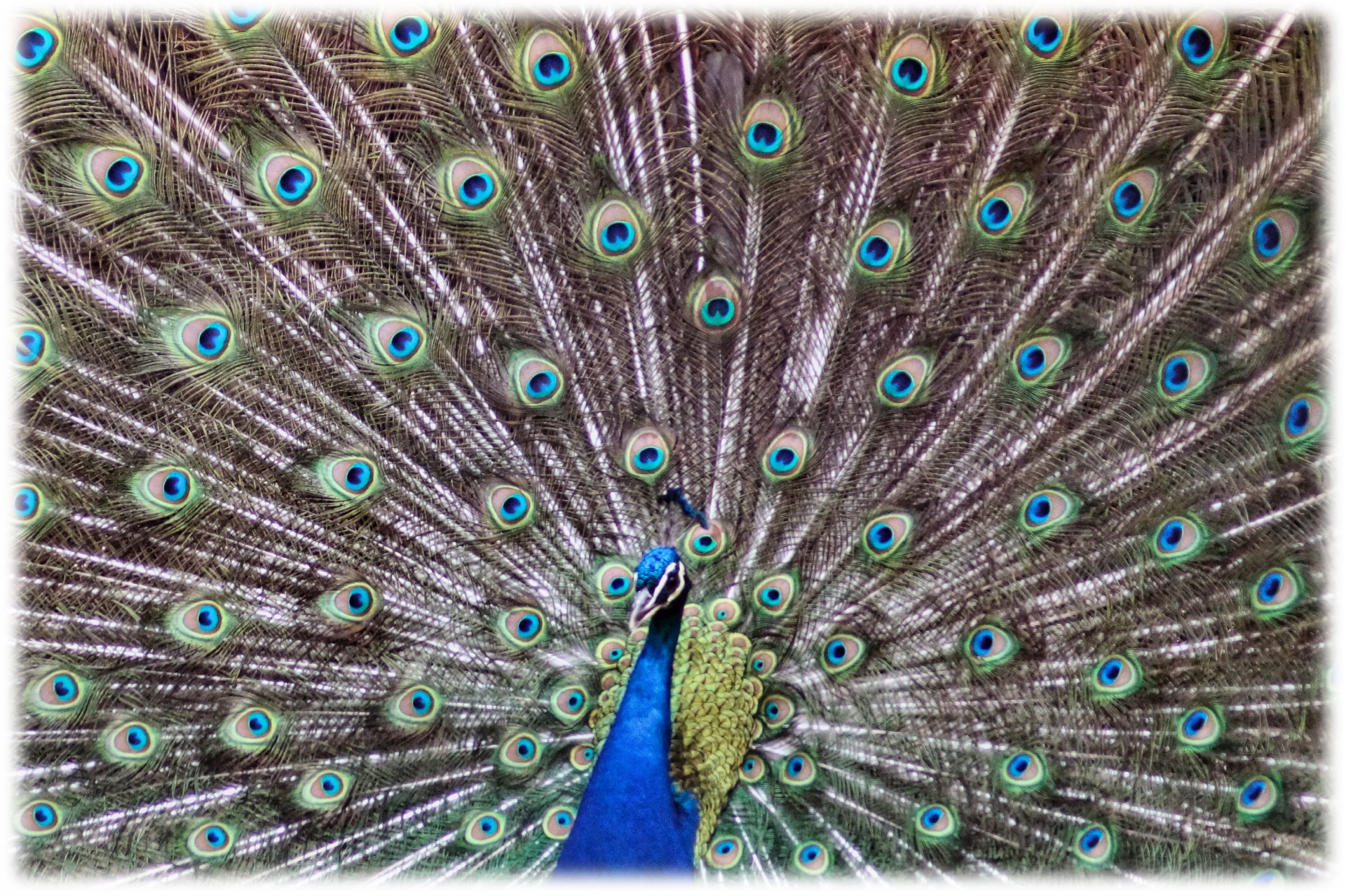 sparkling peacock tail free photo