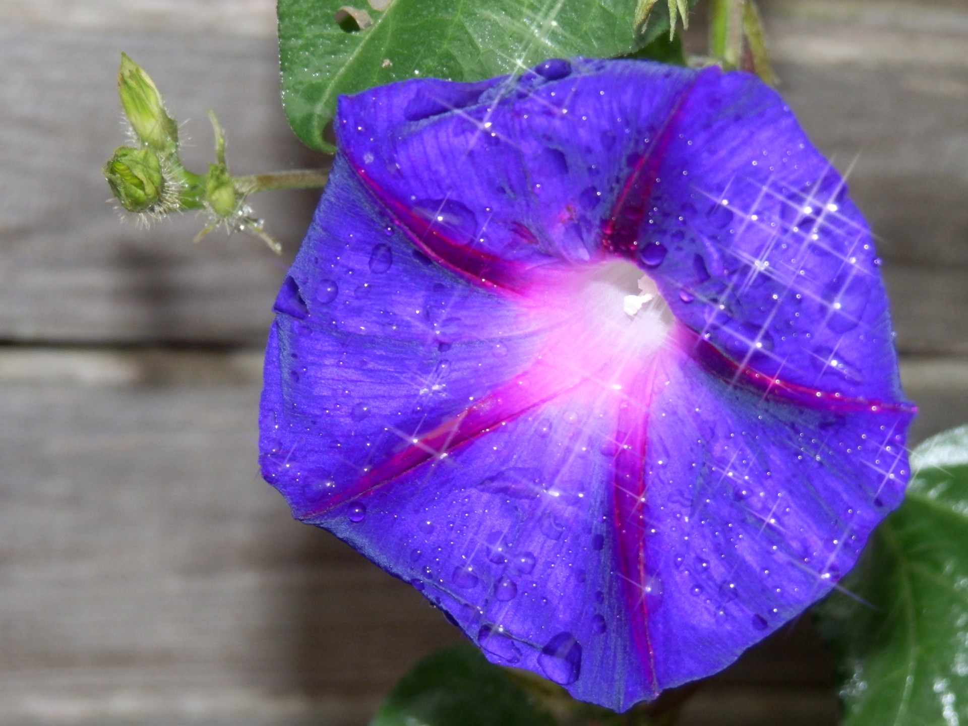 flower morning glory leaves free photo