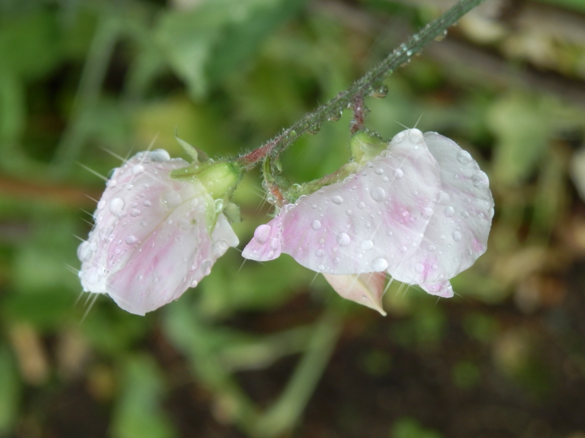 flower sweet pea wet free photo