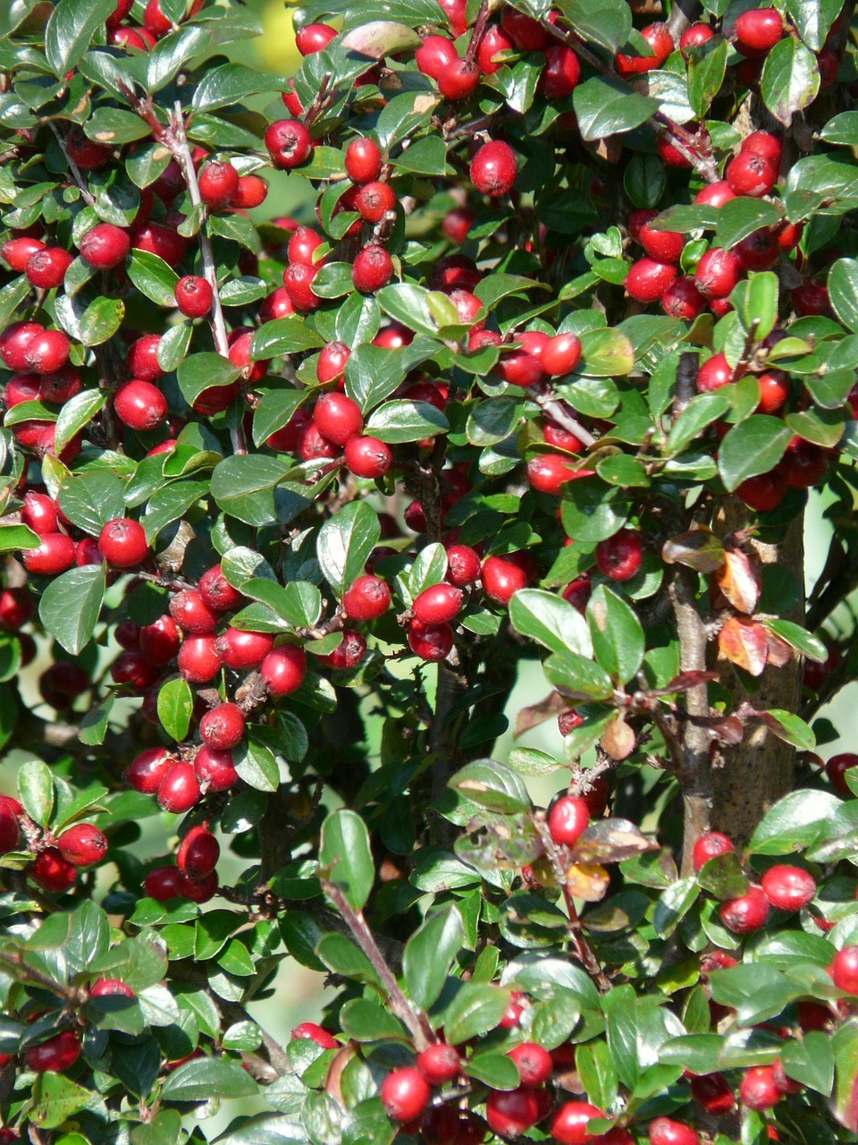 sparrige zwergmispel bush berries free photo