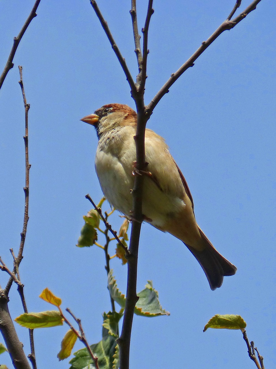 sparrow branch sky free photo