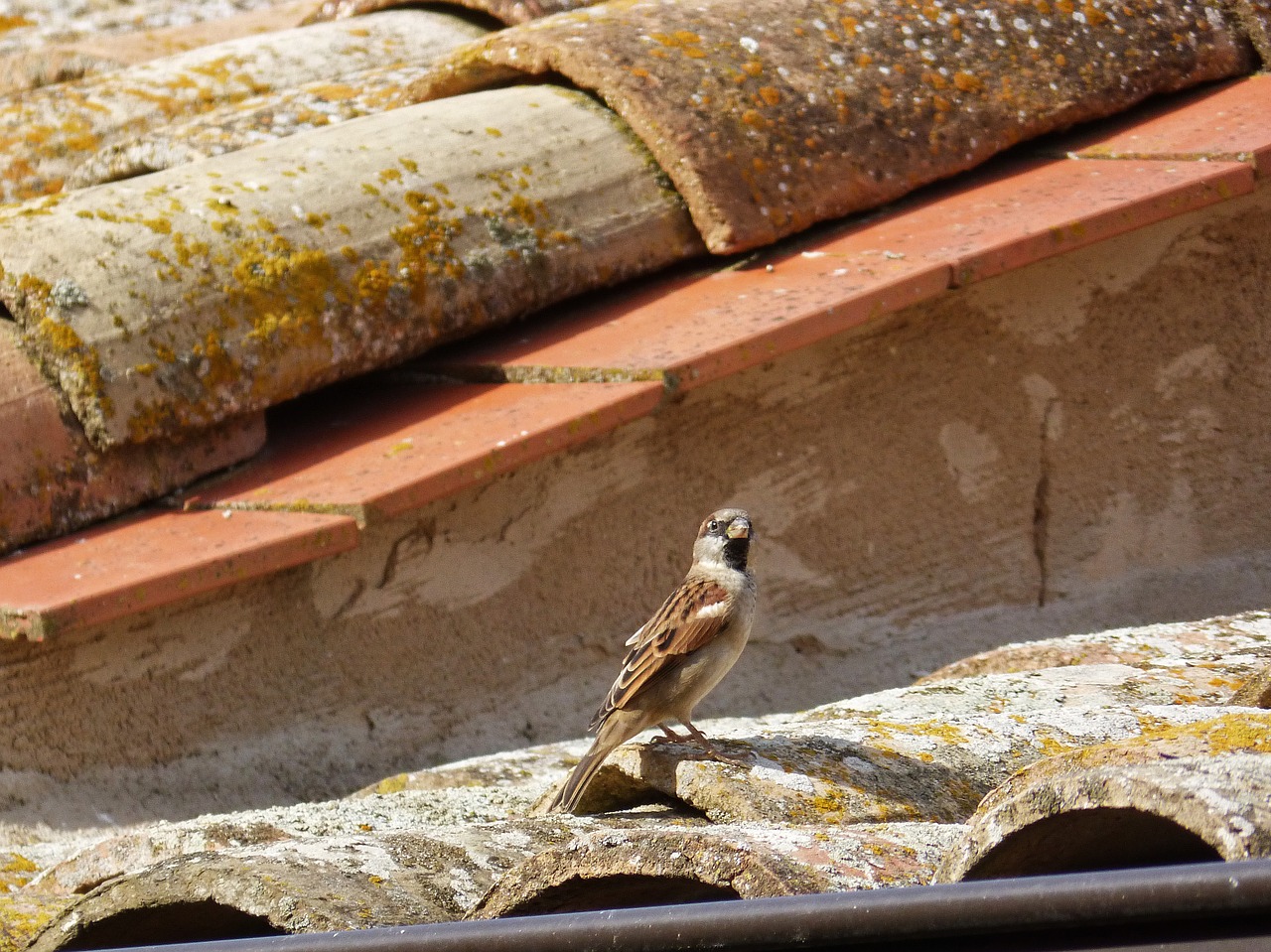 sparrow roof texas free photo