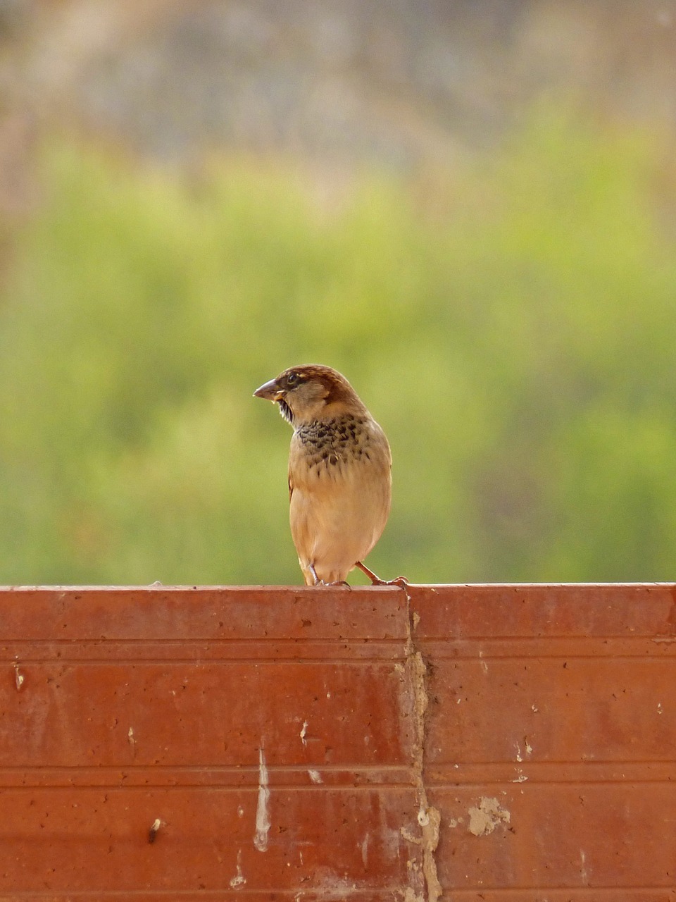 sparrow billet background free photo