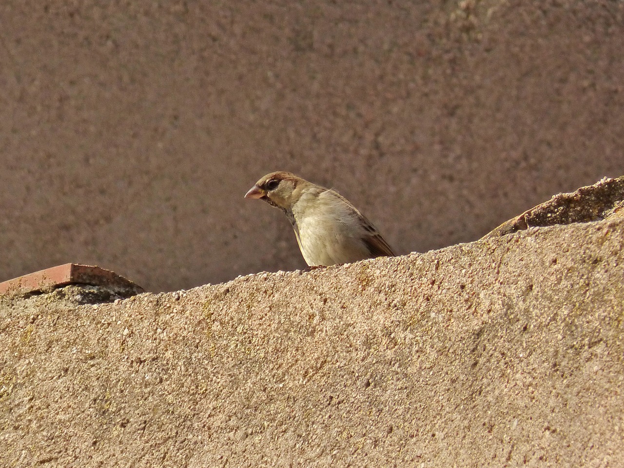 sparrow roof bird free photo