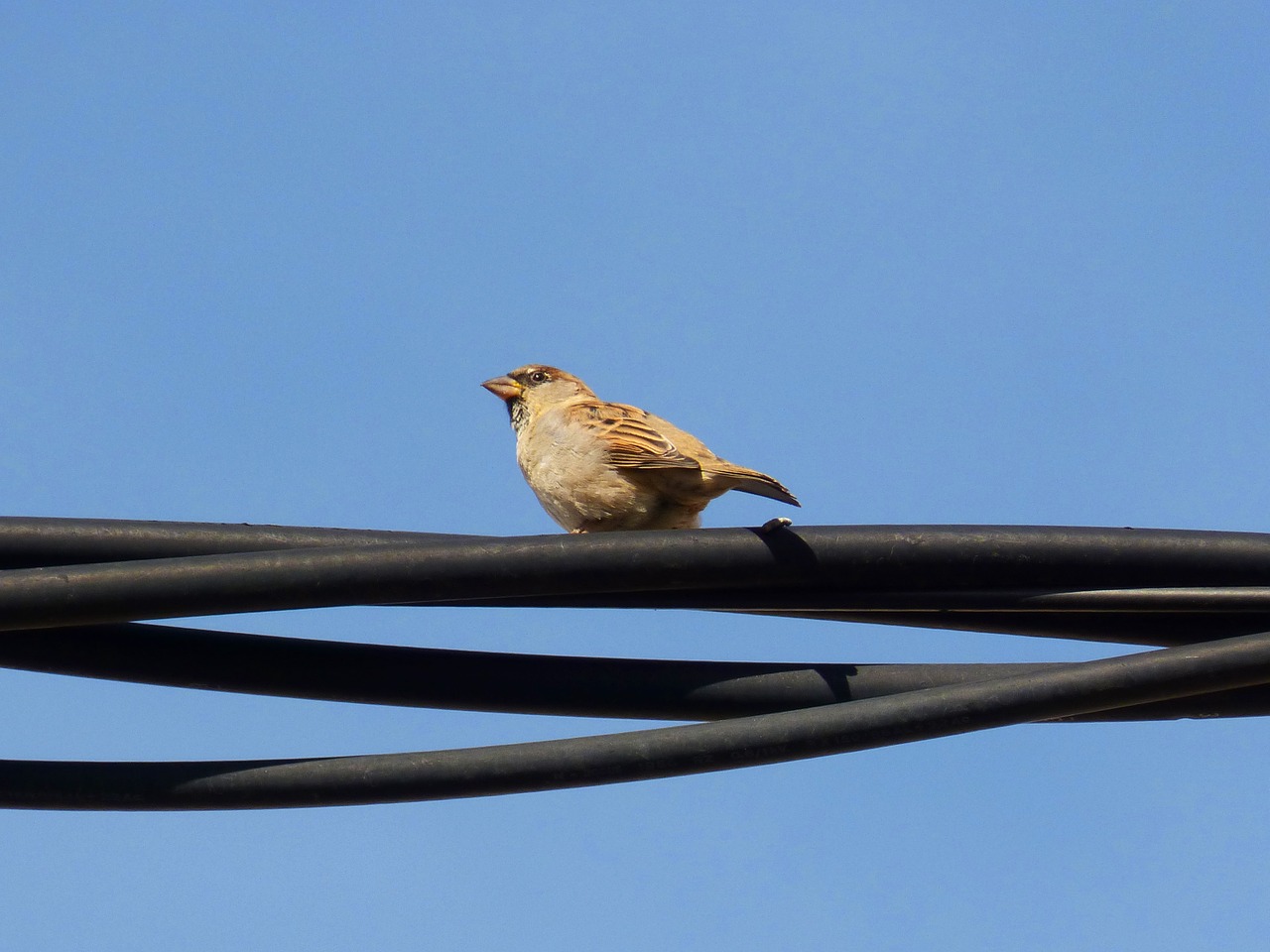 sparrow cable sky free photo