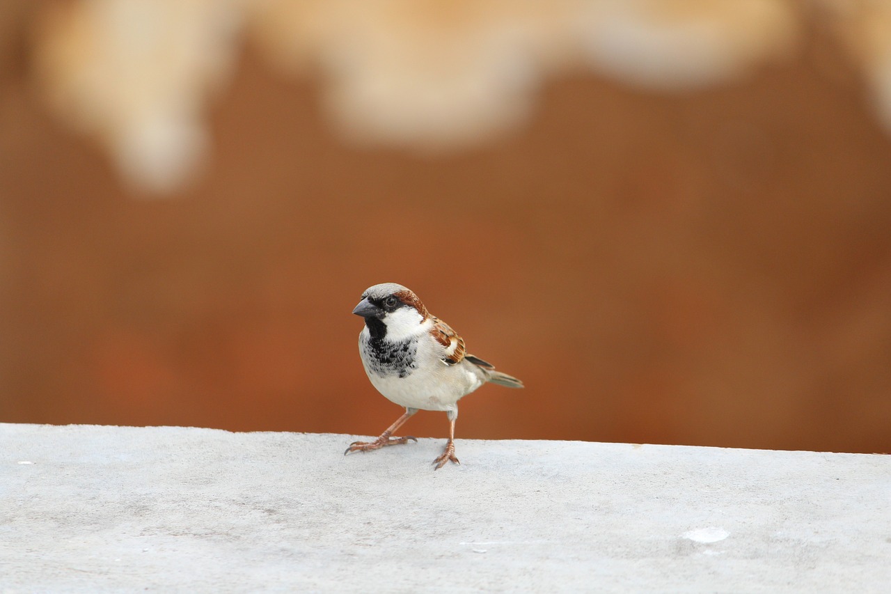 sparrow birds nature free photo